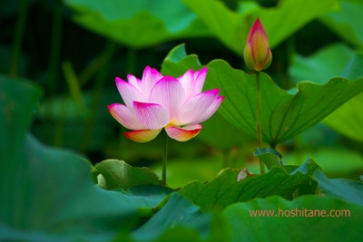 hasulotus (400x267).jpg