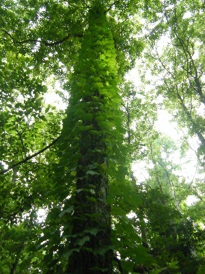 leaftree.jpg